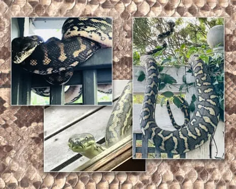 Accepting my Snakes in My Ceiling: An Evolution from Fear to Admiration