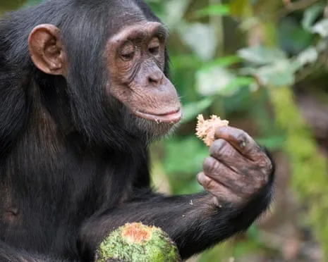 Chimpanzees Ingest Everyday Alcohol Comparable to a Beer from Ripe Fruit