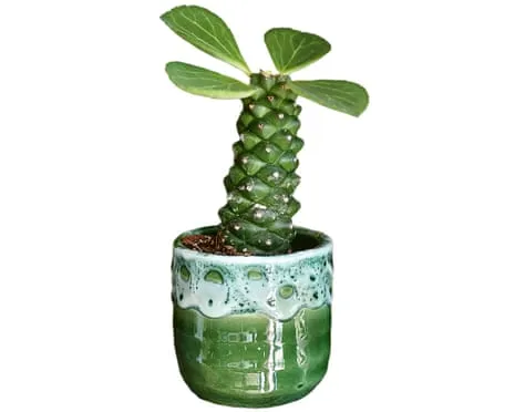 Can My Euphorbia Ritchiei Once Again Grow Leaves Again?