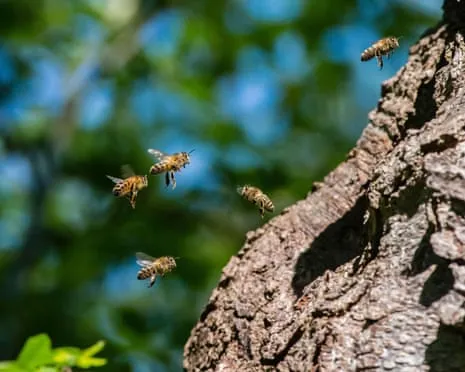 How Saving Honeybees Could Negatively Affect Wild Bee Species